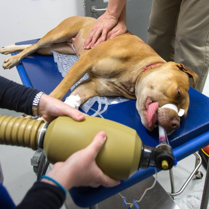 2024 RECOVER CPR - BLS and ALS Recertification Bundle