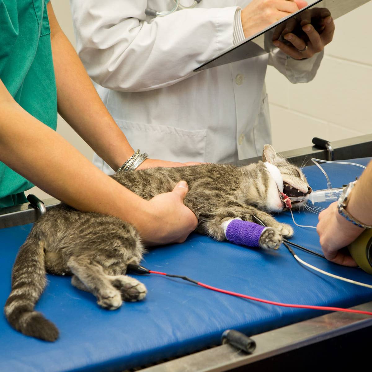 2024 RECOVER CPR - BLS