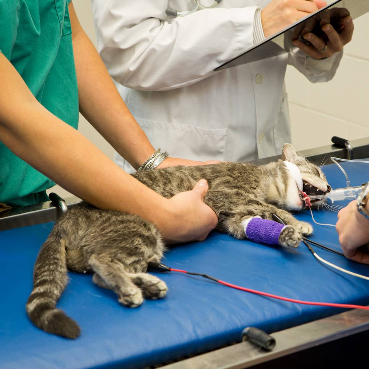 2024 RECOVER CPR - BLS Recertification